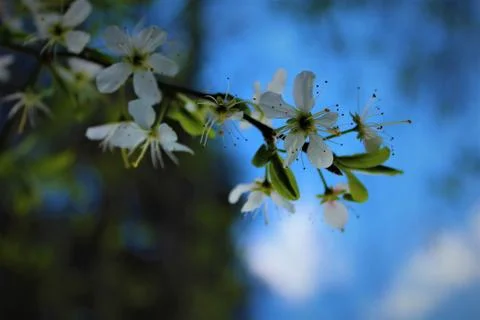 White Blossom Stock Photos