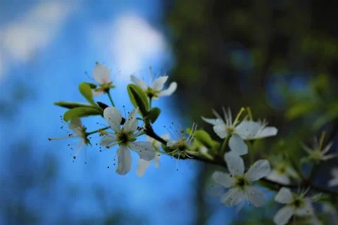 White Blossom Stock Photos