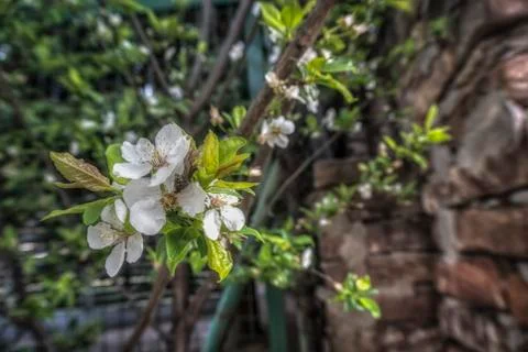White Blossom Stock Photos