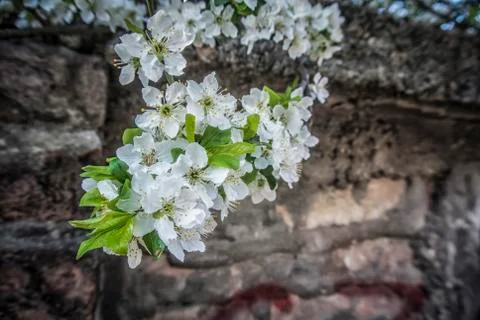 White Blossom Stock Photos