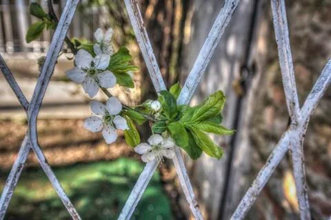 White Blossom Stock Photos