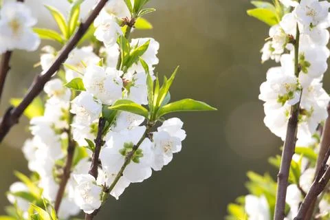 White blossom Stock Photos