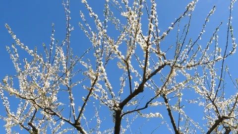 White blossom on plum tree in spring Stock Footage 88146404