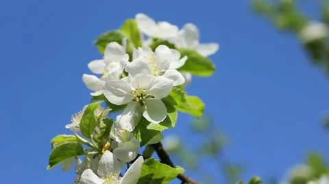 White Blossom Sky Background Stock Footage 11298699