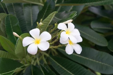 White blossom in Sukhothai Stock Photos