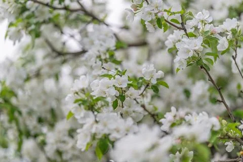 White blossom texture creating seamless seasonal wallpaper, light airy repeat Stock Photos