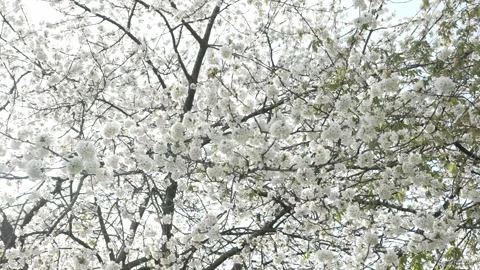 White blossom tree branch, regular speed, spring day Stock Footage 307402382