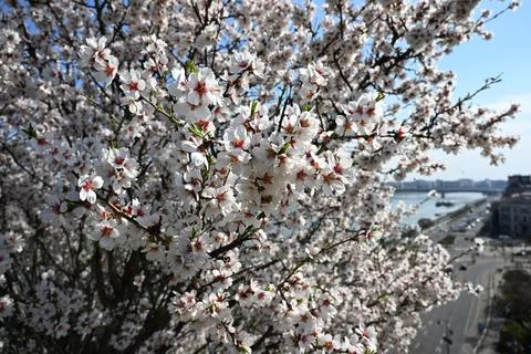 White Blossom Tree Branches Over Cityscape Fotos Stock