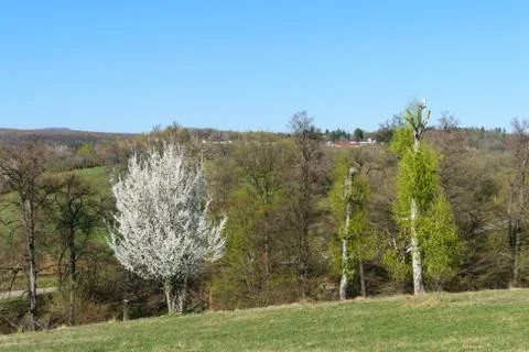 White blossom tree in the forest in the springtime.. Stock Photos