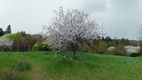 White Blossom Tree In Green Spring Park Real Time Stock Footage 339613909
