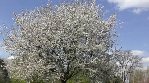 White blossom tree moving gentle breeze spring blue sky clouds Stock Footage 65342884