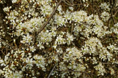 White blossom of the tree Stock Photos