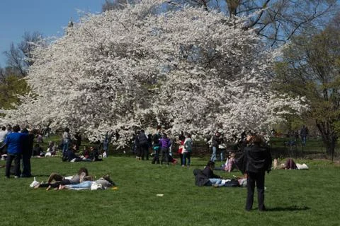 White Blossom Tree Stock Photos