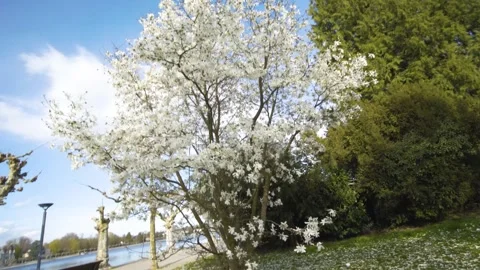 White blossom tree in spring in a park with Lake Konstanz Bodensee view Stock Footage 260741997