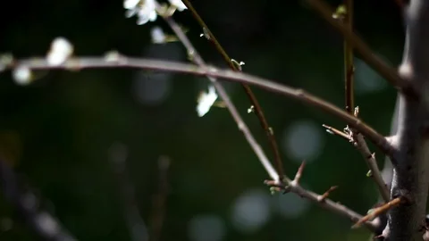 White Blossomed Tree Stock Footage 99118587