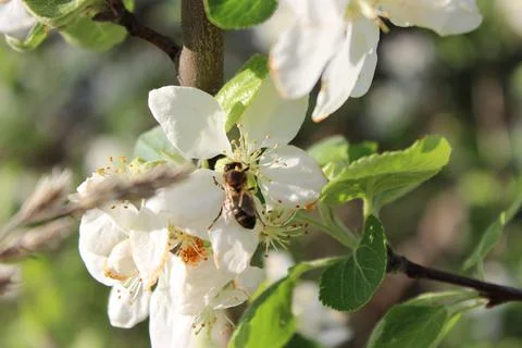 White blossoming apple trees Foto stock