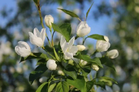 White blossoming apple trees Stock Photos