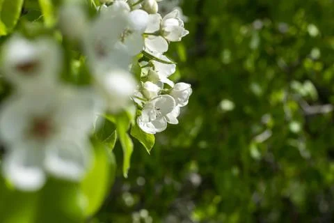White blossoming apple trees in the sunset light. Stock Photos