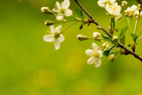 White blossoming branches of cherry fruit tree, close-up, green blurred Stock Photos