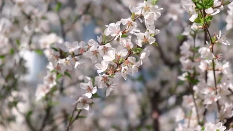 White blossoming cherry branches in garden in spring. spring blooming. closeup. Stock Footage 233087246
