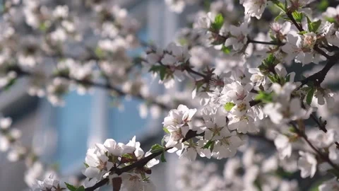 White blossoming cherry branches in garden at home in spring. beautiful orchard. Stock Footage 262235726