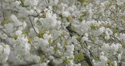 A white blossoming cherry tree closeup in a city park Stock Footage 145145565