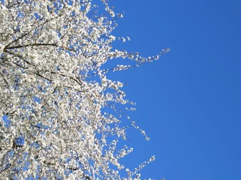 White blossoming cherry tree, cropped on left Stock-Fotos