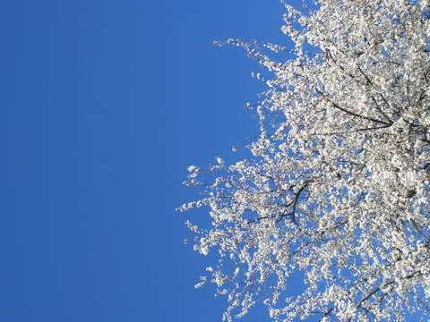White blossoming cherry tree, cropped on right Stock-Fotos