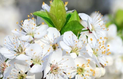 White blossoming cherry tree twig Stock Photos