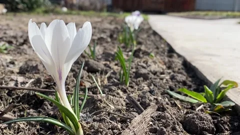 White blossoming crocus flower growing in the ground close-up Stock Footage 154712366