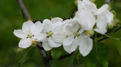 White blossoming flowers on apple tree branch blowing in the wind Stockbeeldmateriaal 64219043