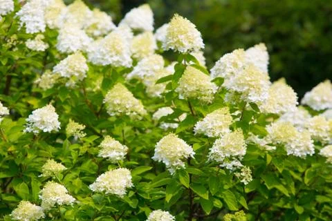White blossoming hydrangea Foto stock