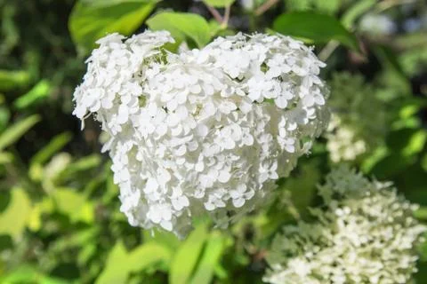 White blossoming hydrangea Foto stock