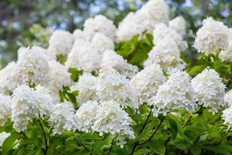 White blossoming hydrangea Stock Photos