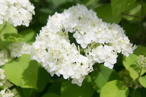 White blossoming hydrangea Stock Photos