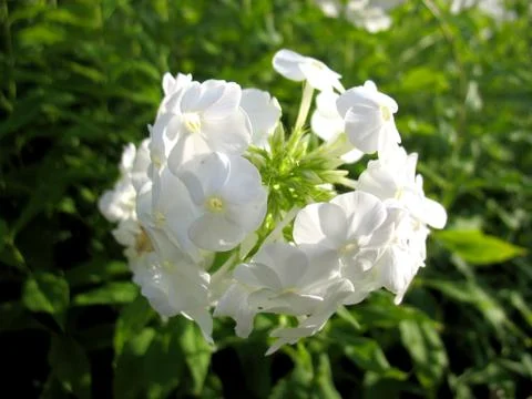 White blossoming Stock Photos