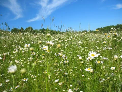 White blossoming Stock Photos