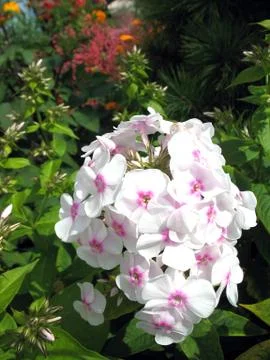 White blossoming Stock Photos