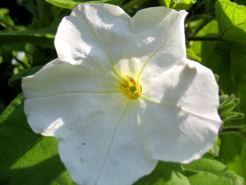 White blossoming Stock Photos