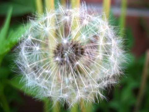 White blossoming Stock Photos