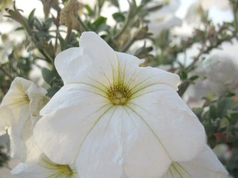 White blossoming Stock Photos