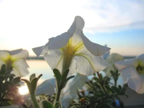 White blossoming Stock Photos