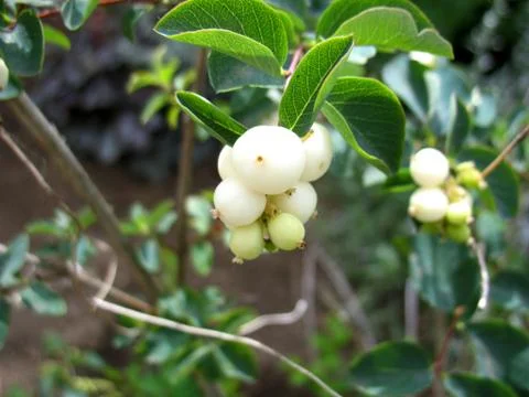White blossoming Stock Photos