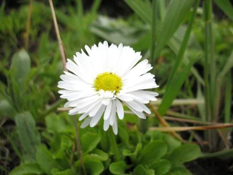 White blossoming Stock Photos