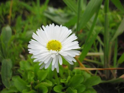 White blossoming Stock Photos