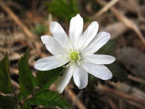 White blossoming Stock Photos