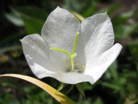 White blossoming Stock Photos