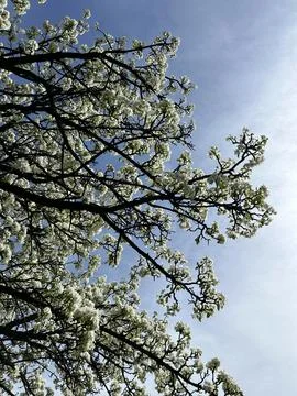 White Blossoming Tree Branches Against Clear Sky. Stock Photos