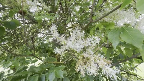 White blossoming tree branches blowing in wind panning Stockbeeldmateriaal 335541219