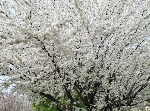 White blossoming tree during spring Stockfoto's